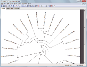 (分子進化系統樹の画面)